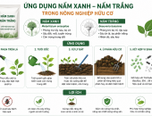 Ứng Dụng Nấm Xanh – Nấm Trắng Trong Nông Nghiệp Hữu Cơ: Giải Pháp Sinh Học Thay Thế Thuốc Hóa Học