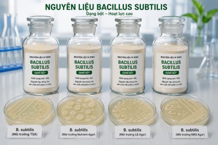 CUNG CẤP NGUYÊN LIỆU BACILLUS SUBTILIS