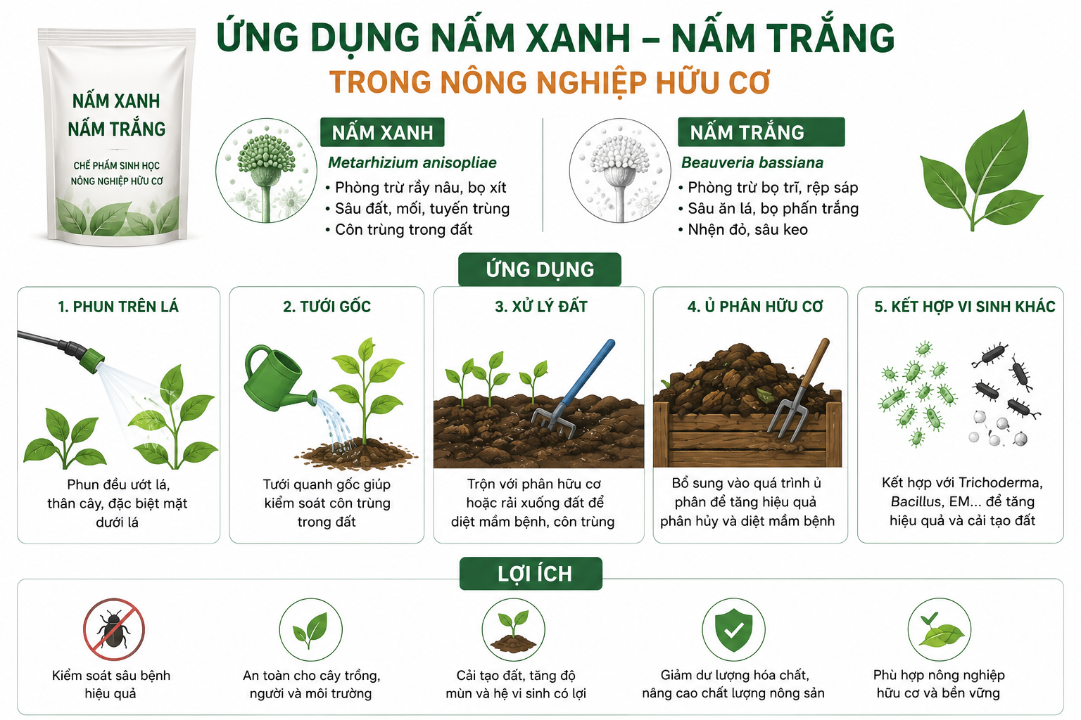 Ứng Dụng Nấm Xanh – Nấm Trắng Trong Nông Nghiệp Hữu Cơ: Giải Pháp Sinh Học Thay Thế Thuốc Hóa Học