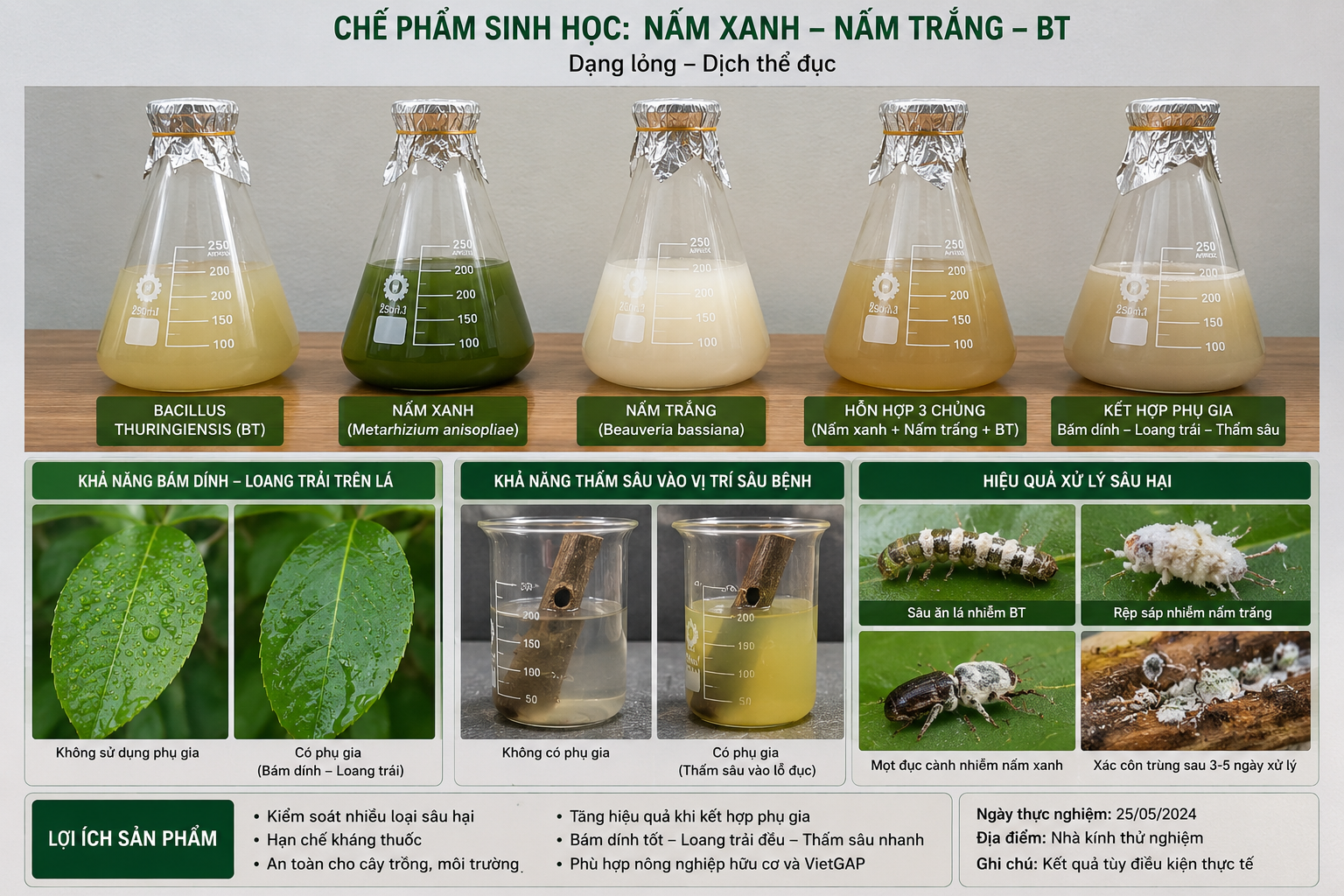 Giải Pháp Sinh Học Trong Nông Nghiệp: Xu Hướng Sử Dụng Nấm Xanh – Nấm Trắng – BT Để Giảm Thuốc Hóa Học
